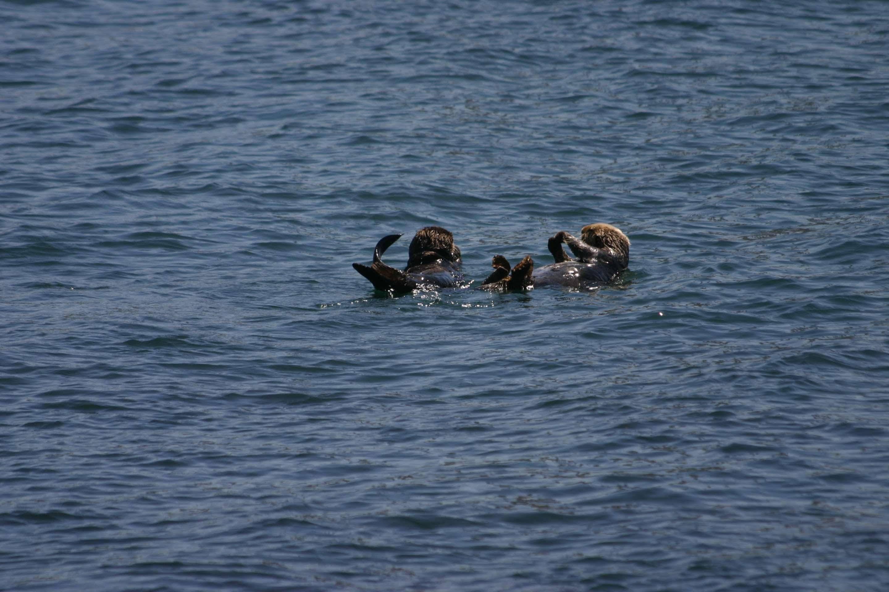 Rodeway Inn At Morro Bay Bagian luar foto